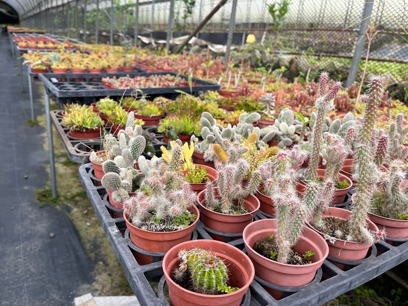 埔里必訪景點推薦：探索南投的隱藏美景