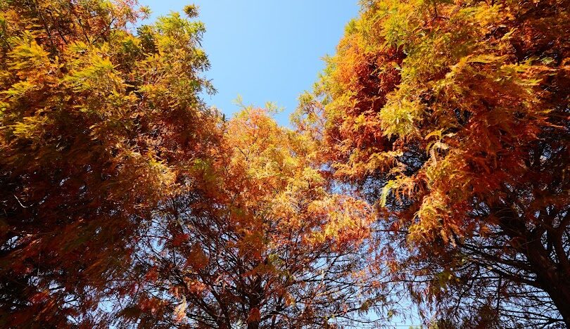 台中落羽松秘境推薦：必訪景點與最佳觀賞時間