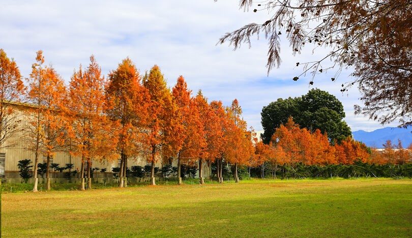 台中落羽松秘境推薦：必訪景點與最佳觀賞時間