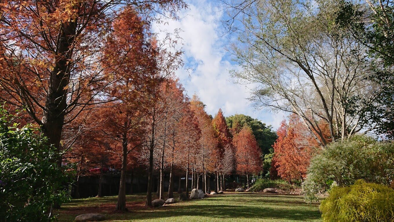台中落羽松秘境推薦：必訪景點與最佳觀賞時間