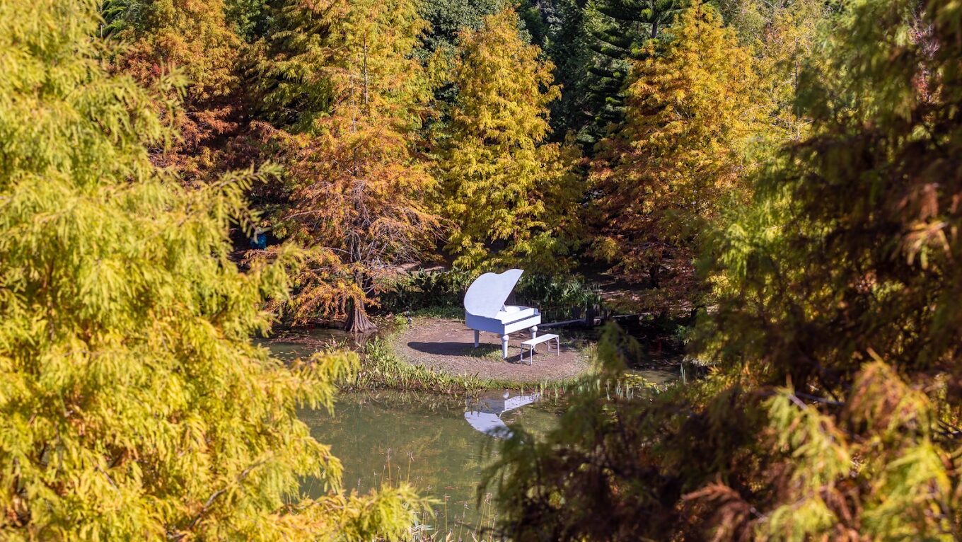 落羽松賞景攻略：交通、住宿與注意事項全解析