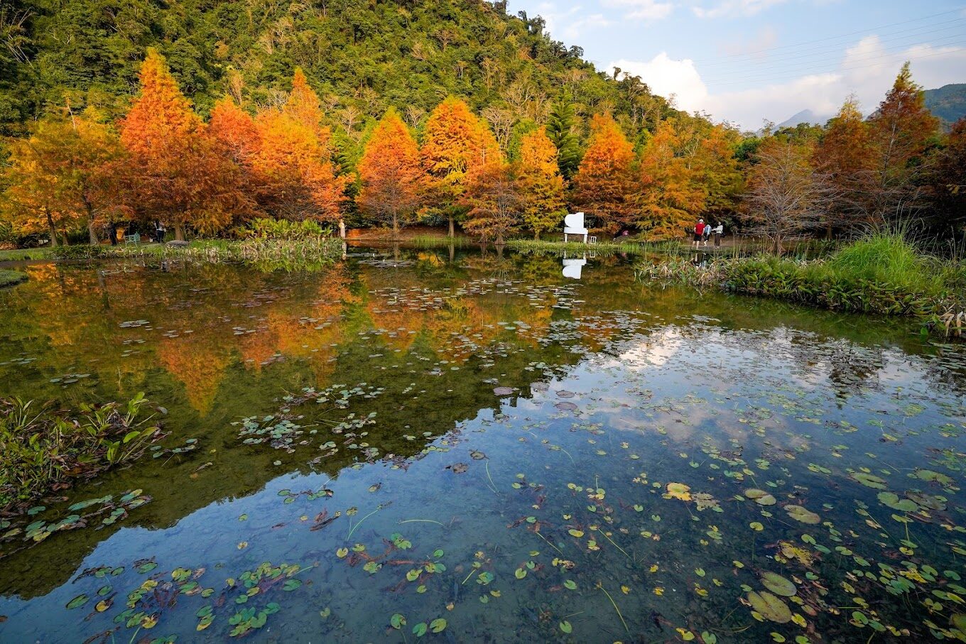 隱藏版落羽松秘境：探索台灣未被發現的美景