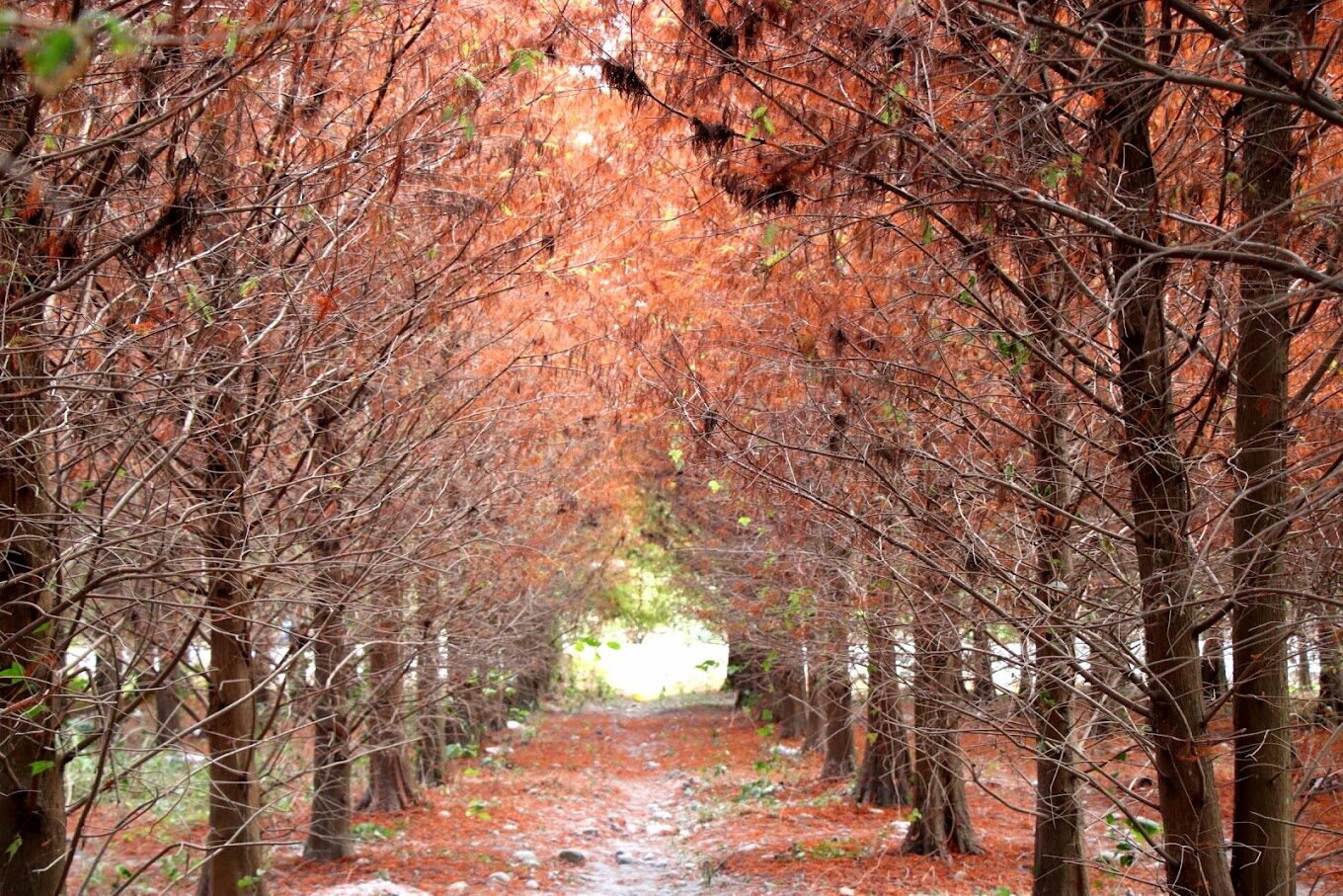 全台落羽松季節指南：最佳觀賞時間與地點