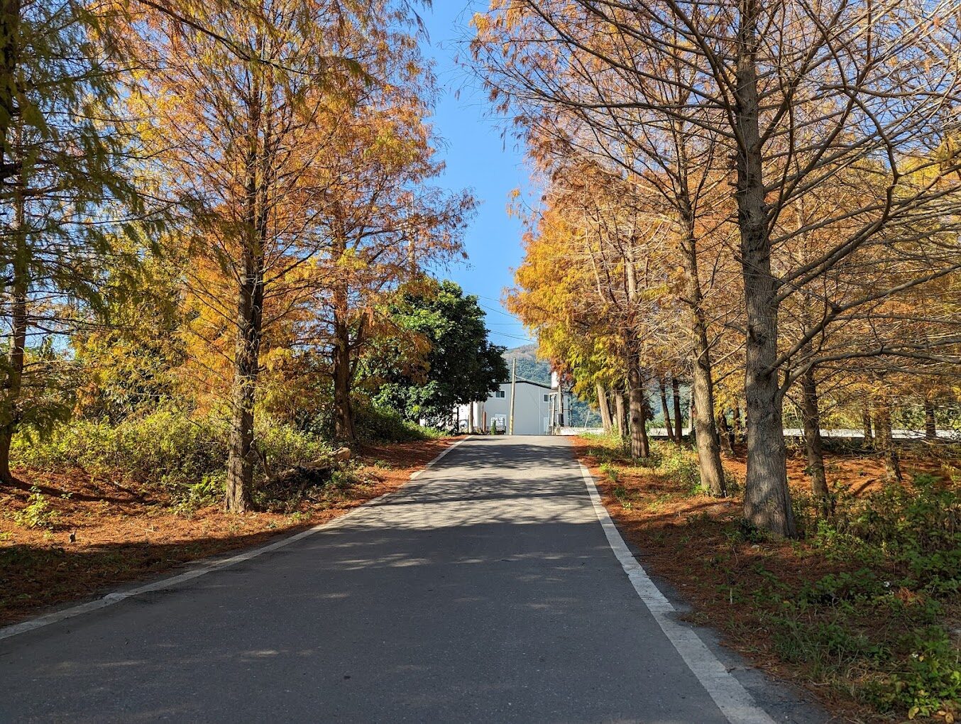 全台落羽松季節指南：最佳觀賞時間與地點