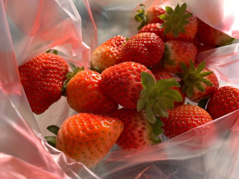 苗栗大湖草莓季節:最佳採摘時間與活動資訊