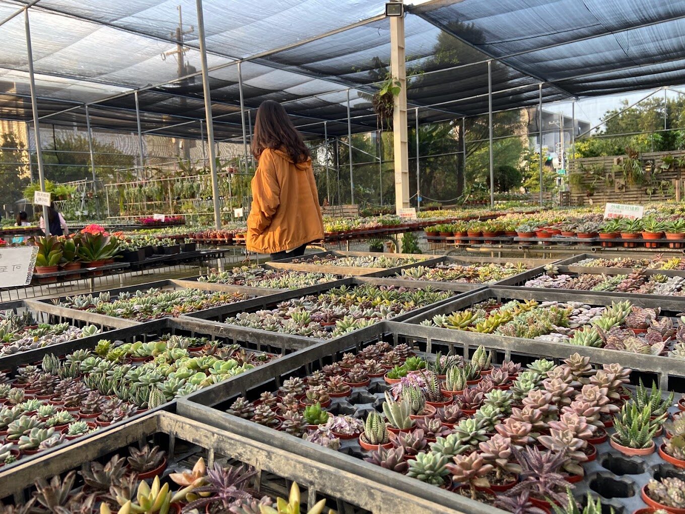 田尾公路花園必訪景點推薦