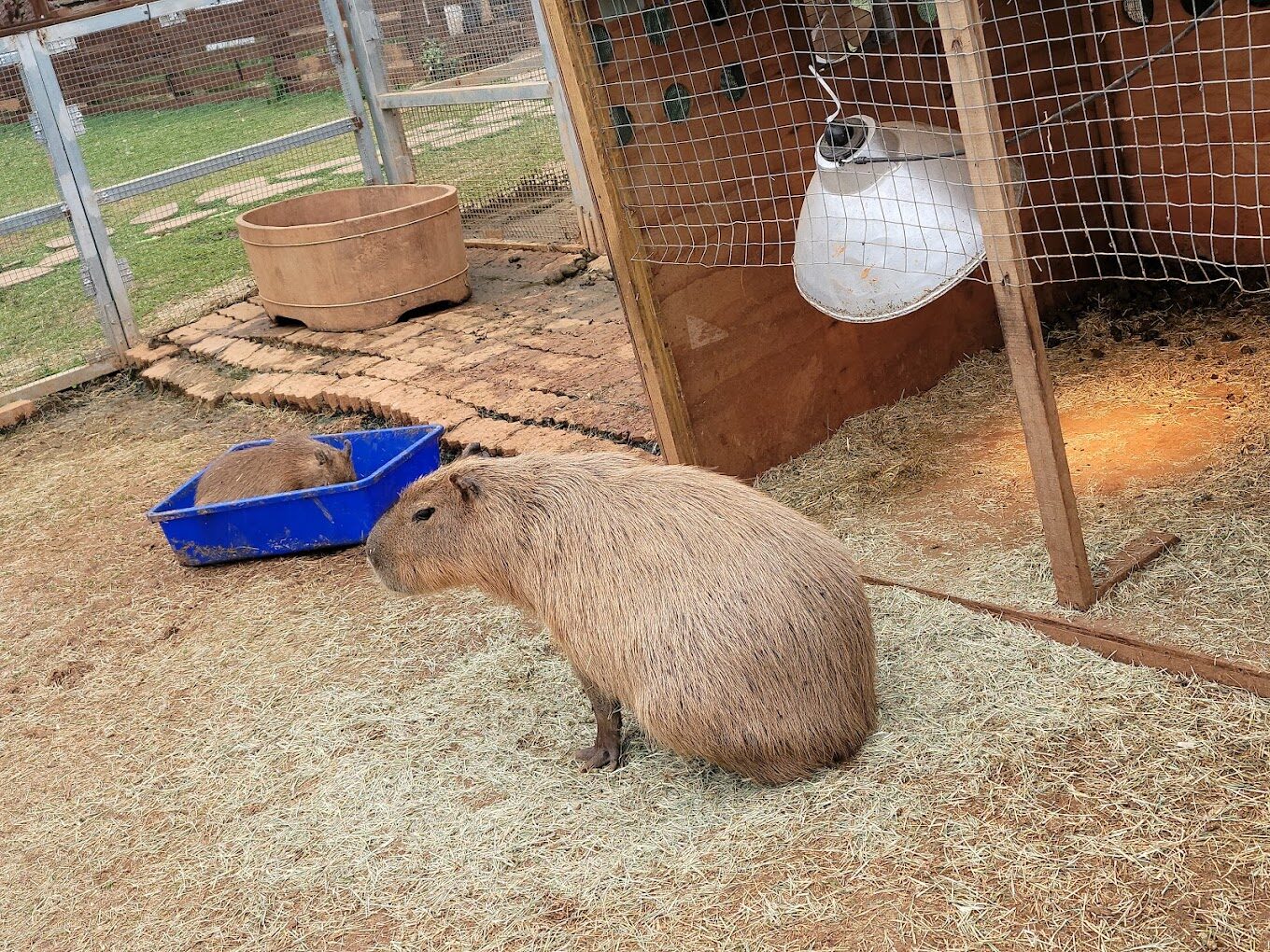 桃園親子景點推薦：埔心牧場一日遊攻略