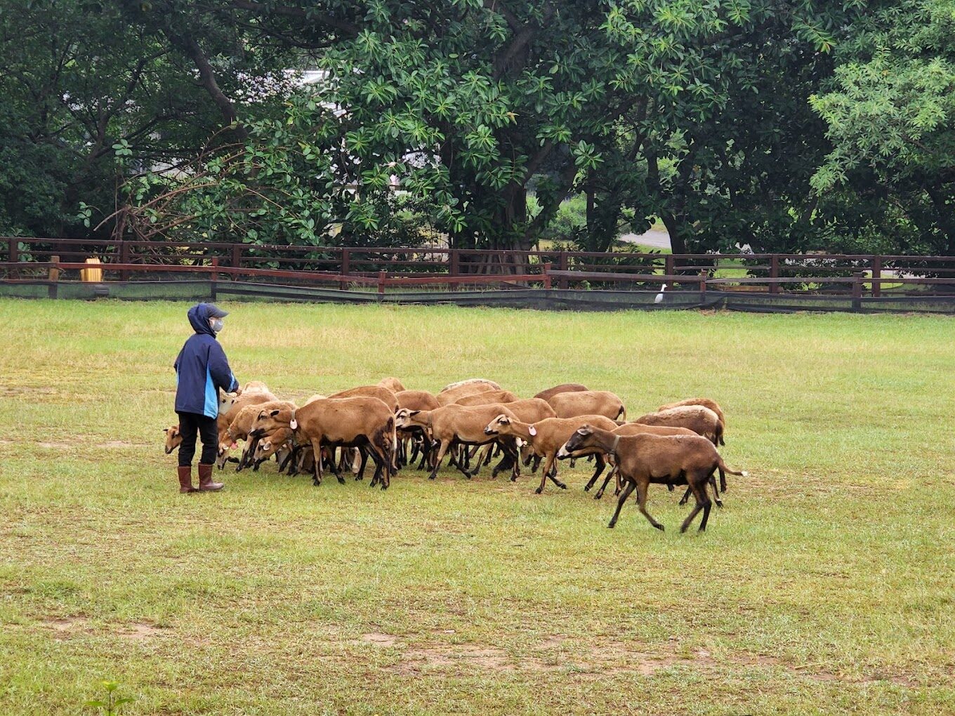 桃園親子景點推薦：埔心牧場一日遊攻略