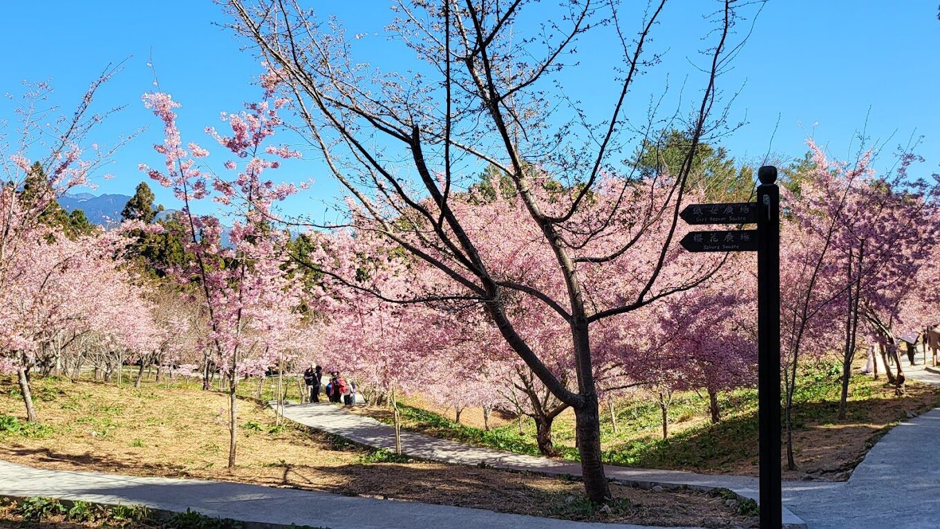 福壽山農場櫻花季時間