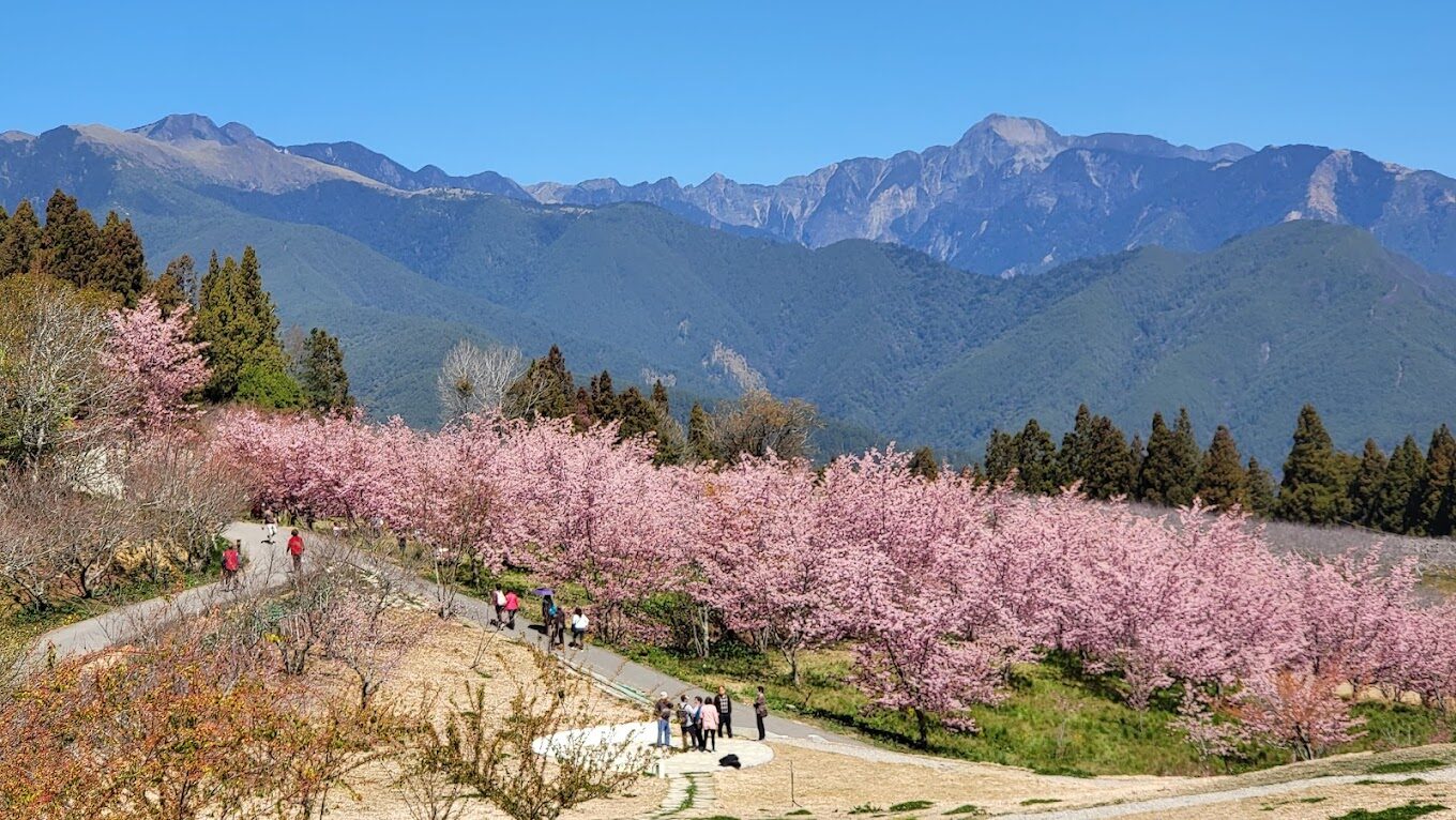 福壽山農場櫻花季時間