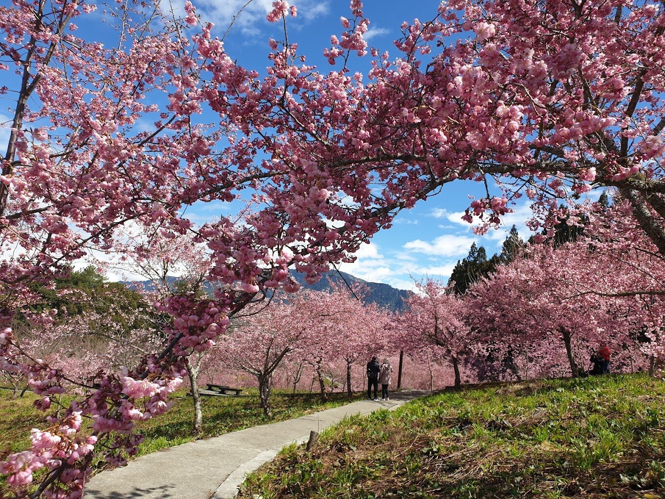 福壽山農場櫻花季時間