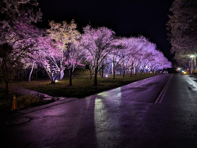 福壽山農場櫻花季時間