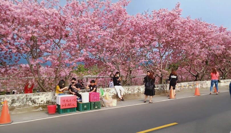 福壽山農場櫻花季時間