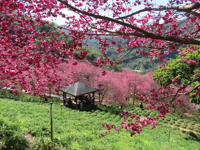 福壽山農場櫻花季時間