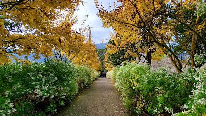 福壽山農場櫻花季時間