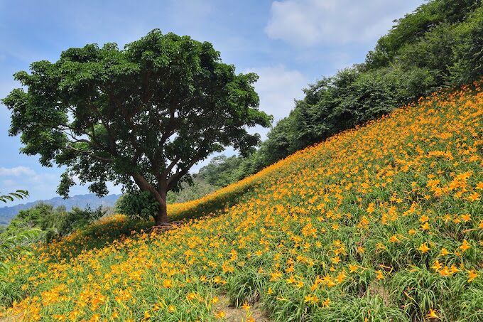 福壽山農場櫻花季時間
