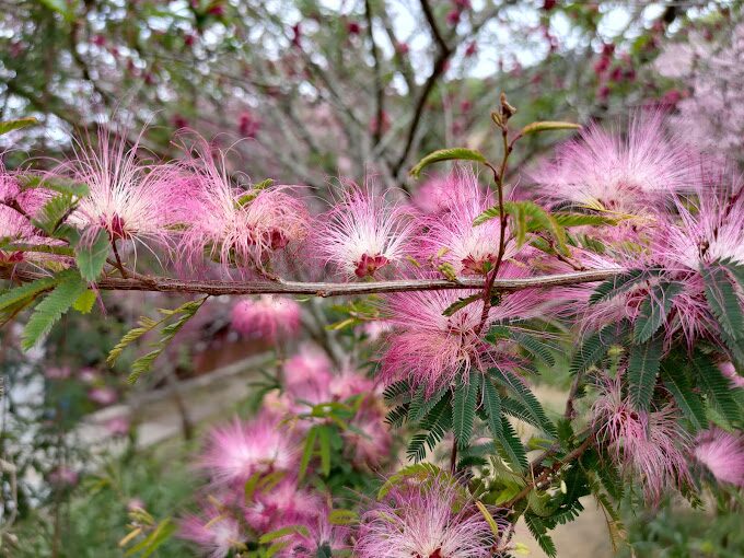 福壽山農場櫻花季時間