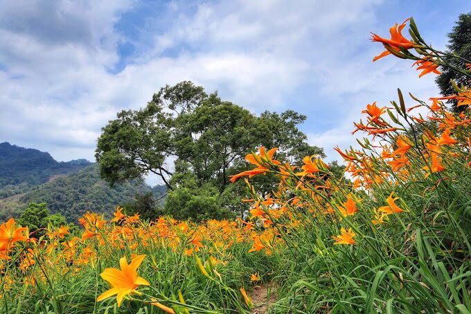 福壽山農場櫻花季時間