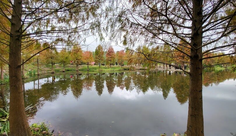 桃園大溪月眉人工濕地生態公園攻略:交通、景點與落羽松美景