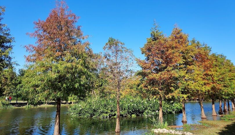 桃園大溪月眉人工濕地生態公園攻略:交通、景點與落羽松美景