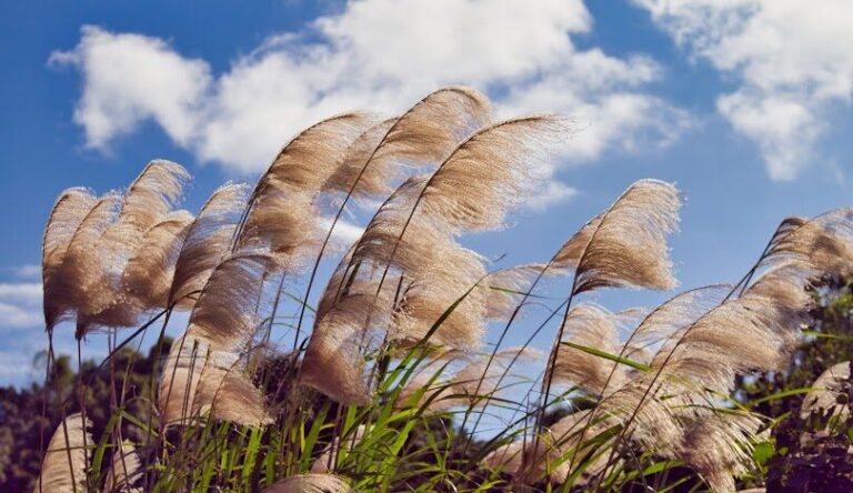 桃園大溪月眉人工濕地生態公園攻略：交通、景點與落羽松美景