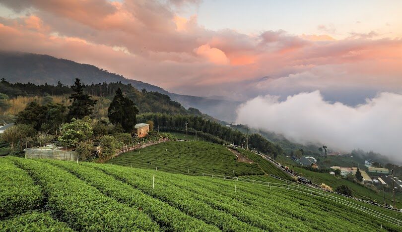 阿里山一日遊攻略：必訪景點與行程規劃