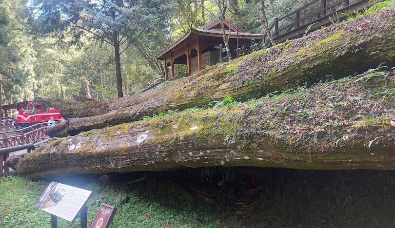 阿里山自由行攻略：最佳行程規劃與景點推薦