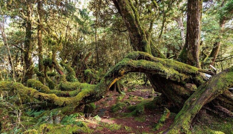 太平山鐵杉林自然步道指南