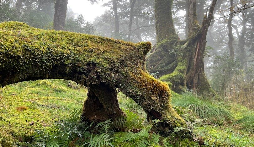 鐵杉林自然步道壯闊林相