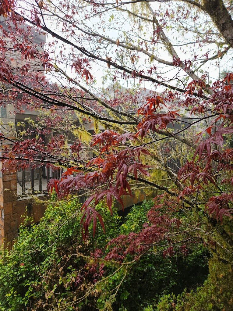 太平山賞楓最佳時節