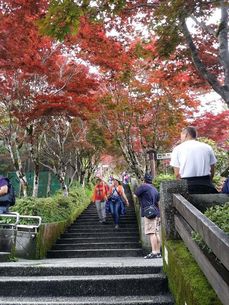 太平山賞楓最佳時節