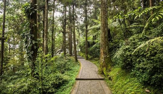 溪頭一日遊行程推薦：必訪景點與美食攻略