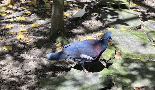 溪頭一日遊行程推薦：必訪景點與美食攻略