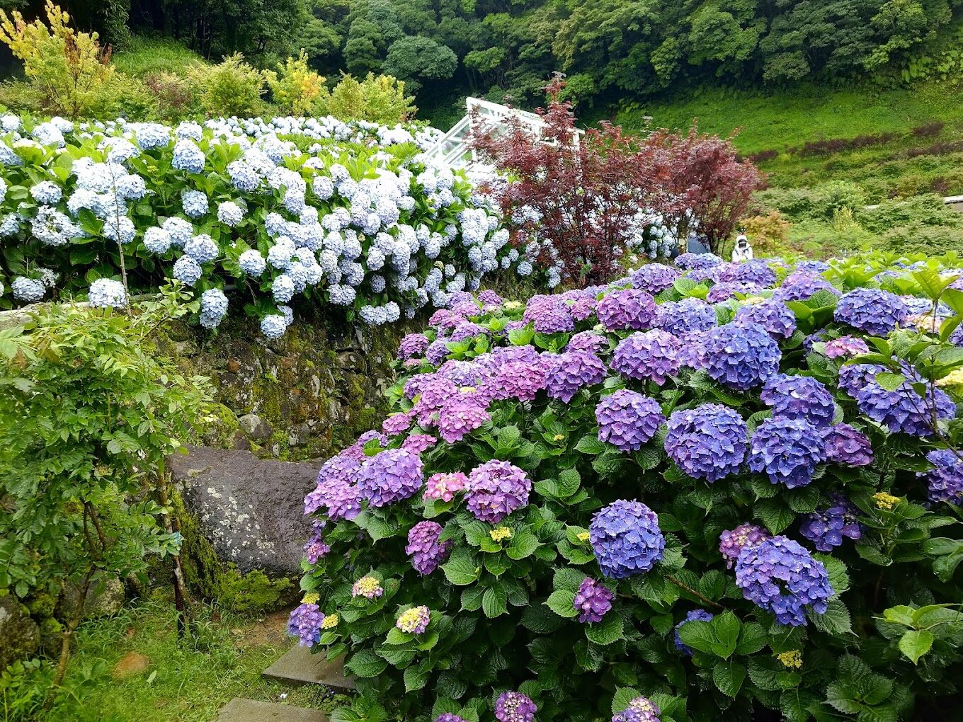 陽明山花季指南：最佳賞花時間與地點