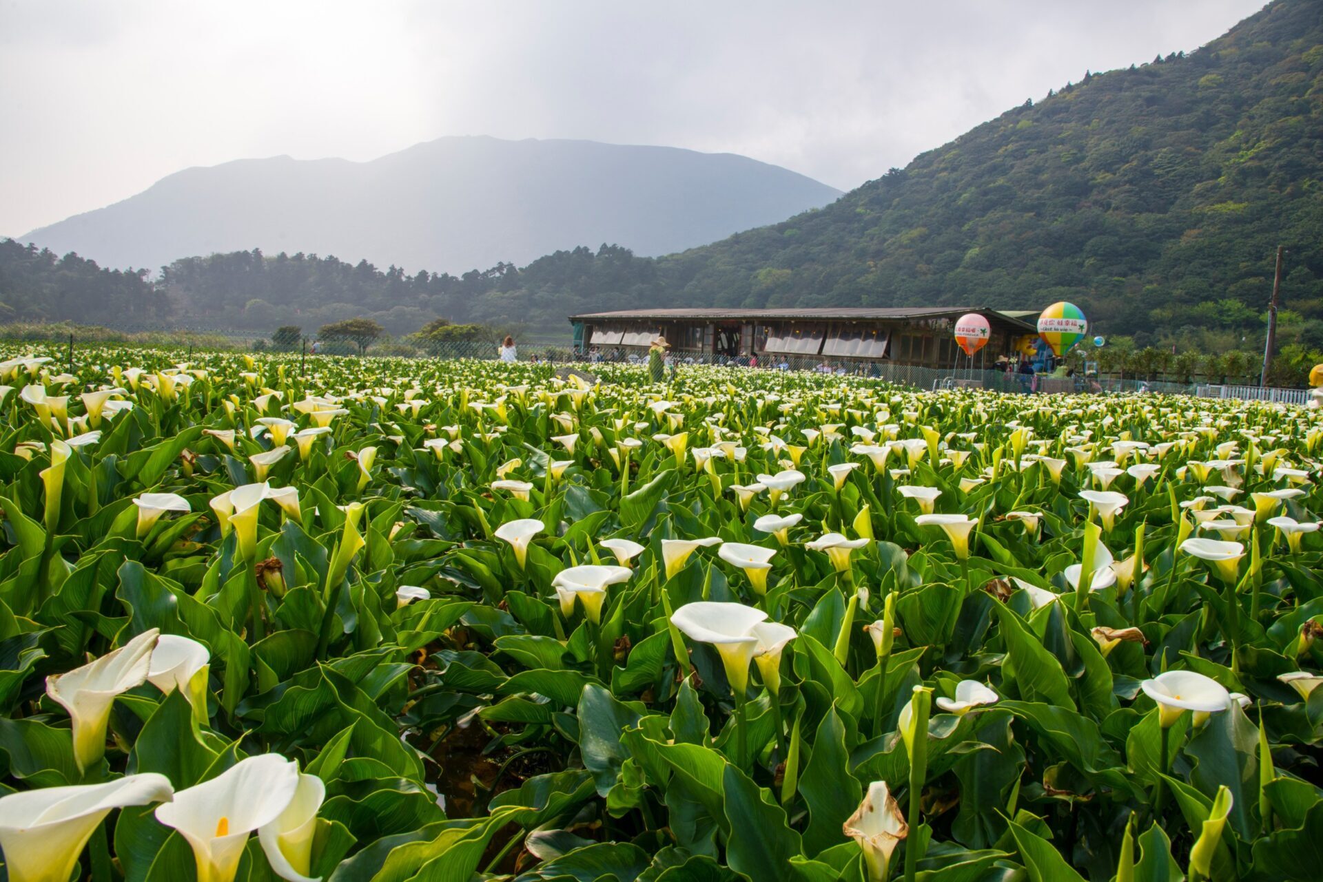 陽明山花季指南：最佳賞花時間與地點