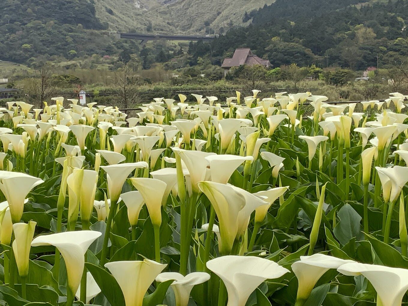 陽明山必訪景點推薦：探索台北的自然美景