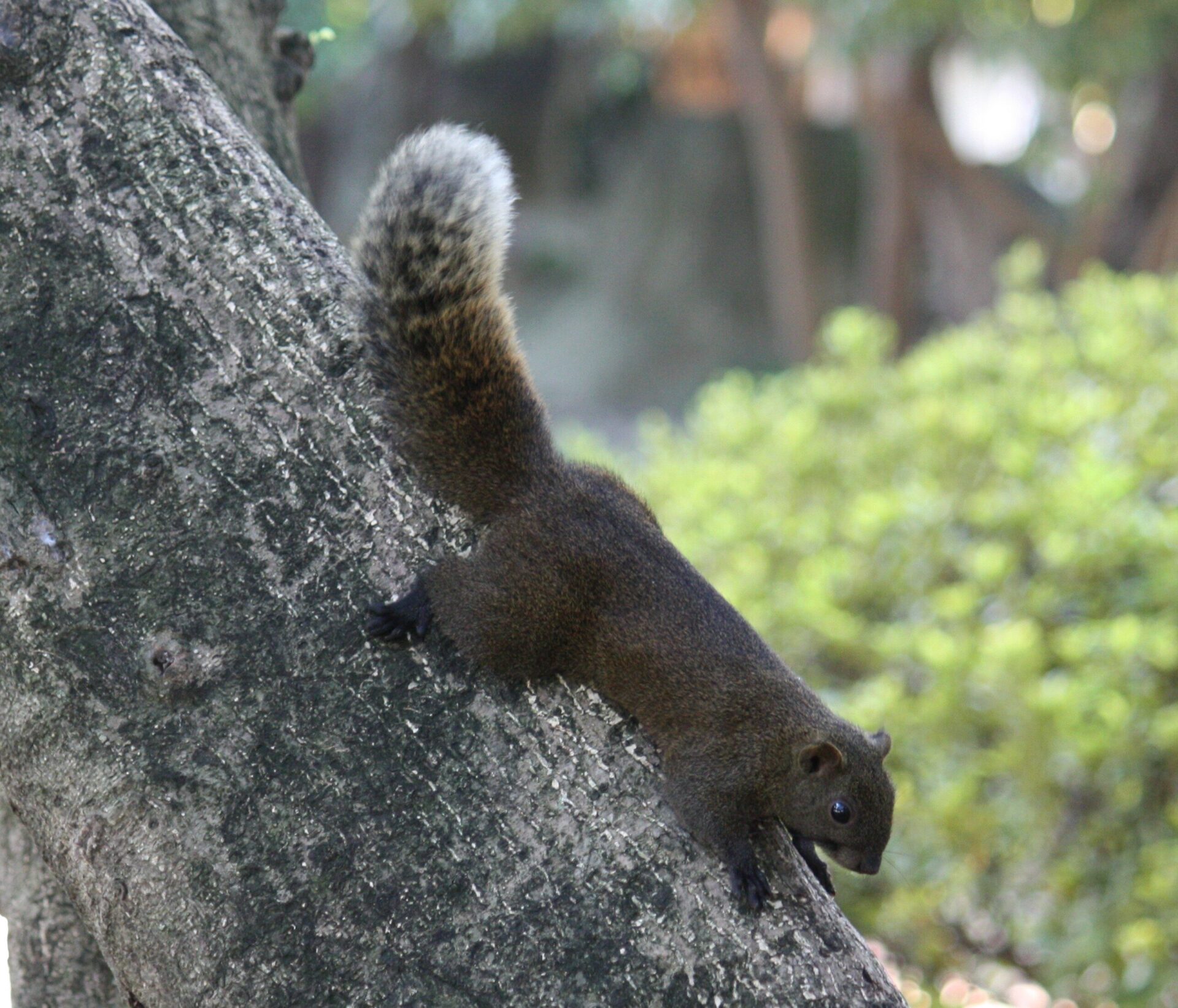 陽明山生態探索：認識當地的動植物多樣性