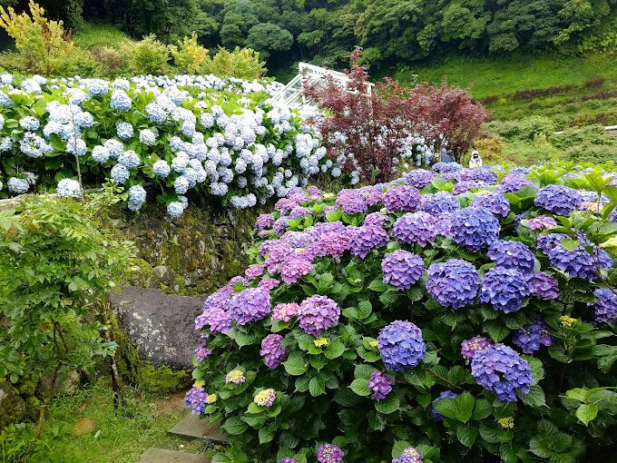 陽明山生態探索：認識當地的動植物多樣性