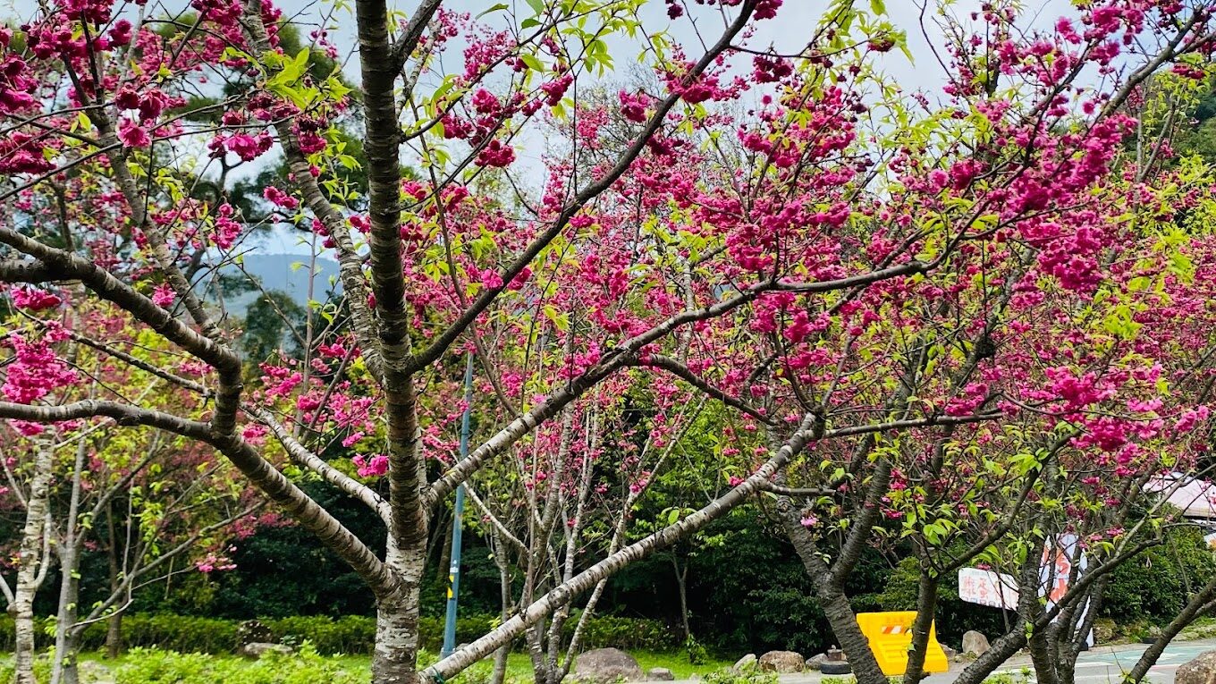 陽明山四季旅遊攻略：春夏秋冬各有特色