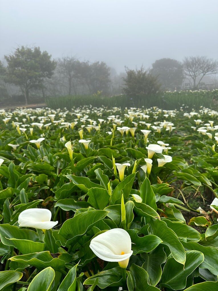 陽明山四季旅遊攻略：春夏秋冬各有特色