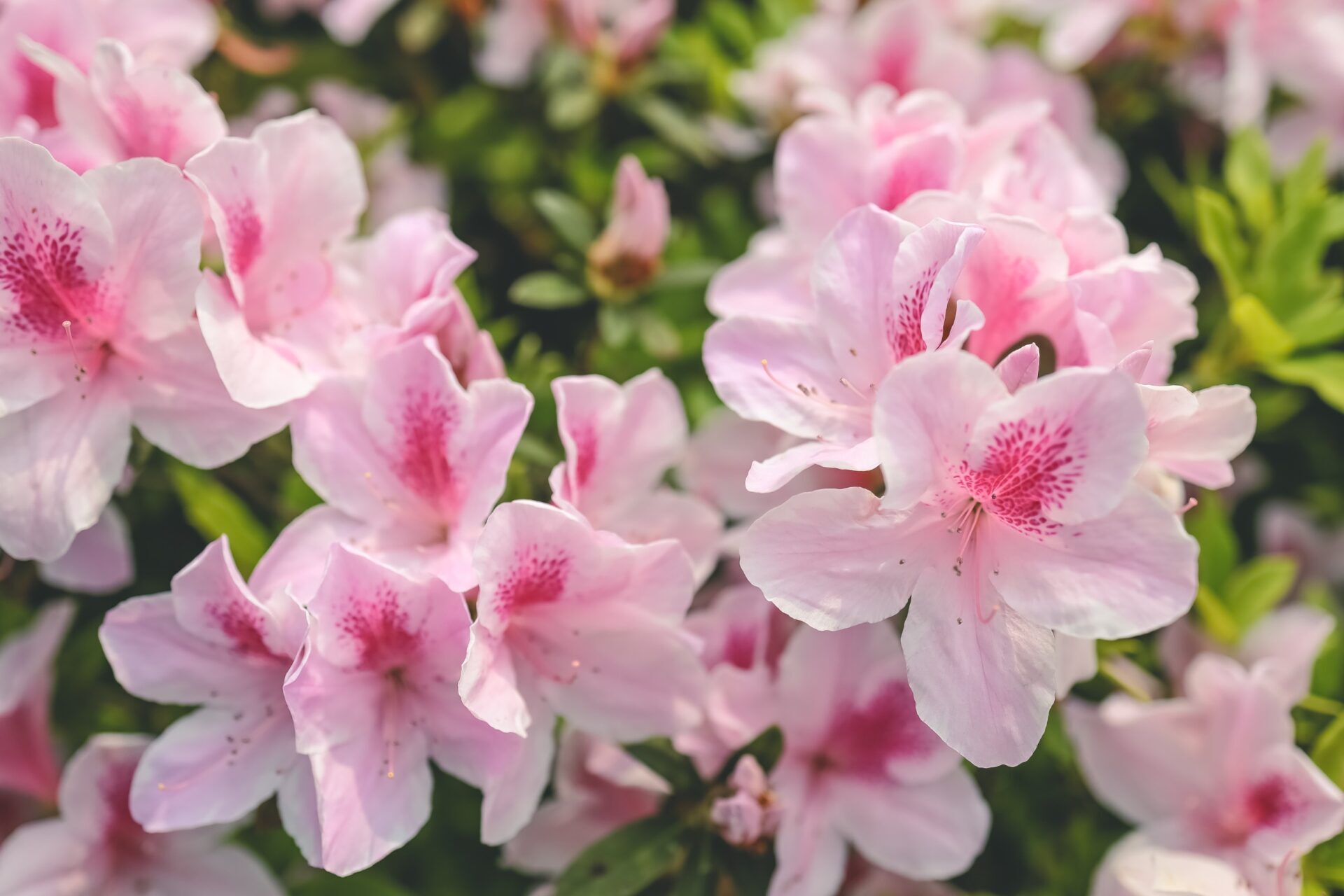 陽明山四季旅遊攻略：春夏秋冬各有特色