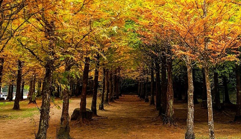 杉林溪旅遊攻略：必訪景點與行程推薦