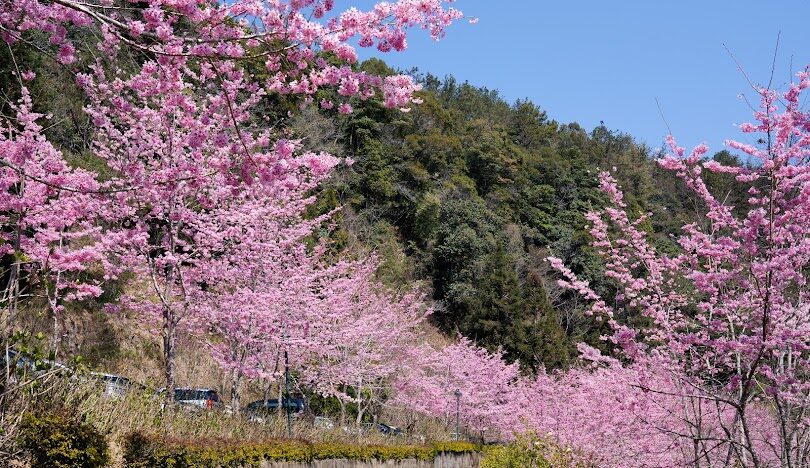 杉林溪旅遊攻略：必訪景點與行程推薦