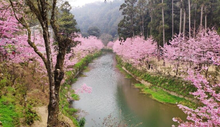 杉林溪旅遊攻略:必訪景點與行程推薦