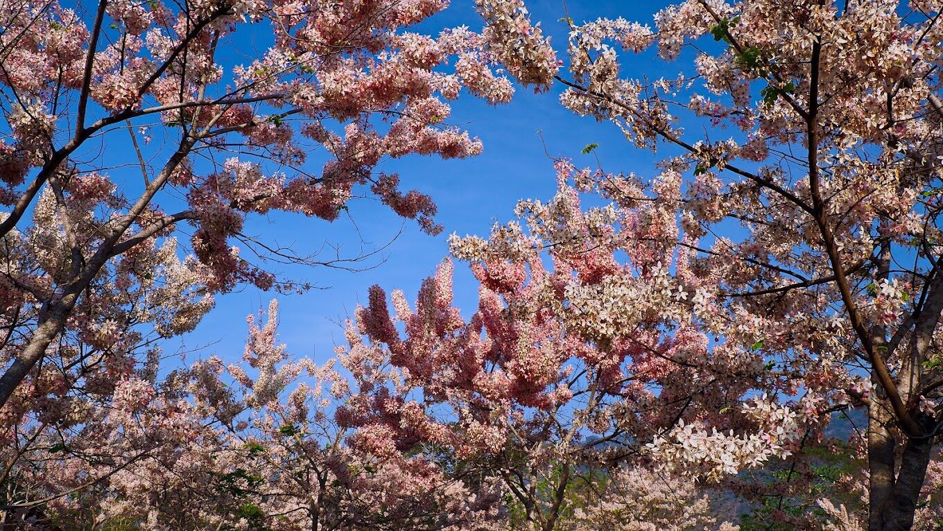 湯屋推薦：享受私密泡湯時光的最佳選擇