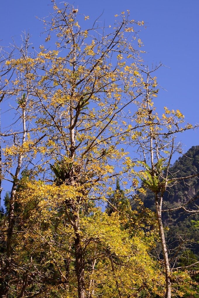 鹿谷鄉隱藏景點探索:發現不為人知的美麗角落