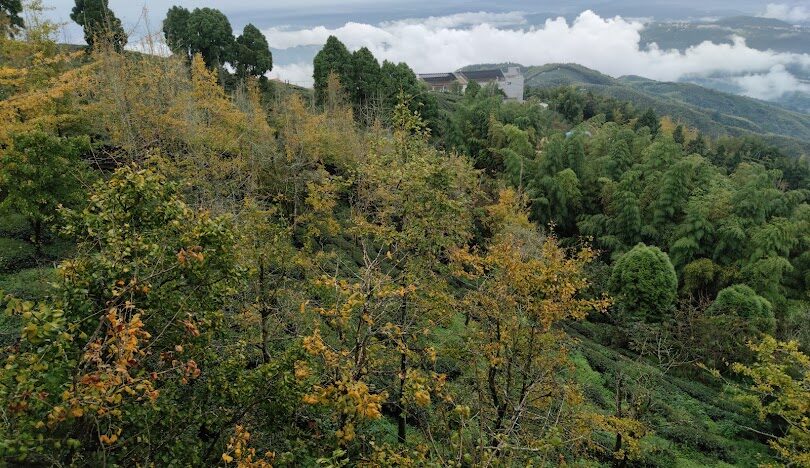 鹿谷鄉隱藏景點探索:發現不為人知的美麗角落