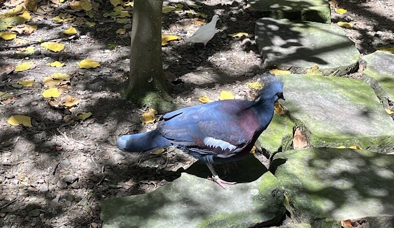 鹿谷鄉親子旅遊提案:適合全家同樂的景點與活動