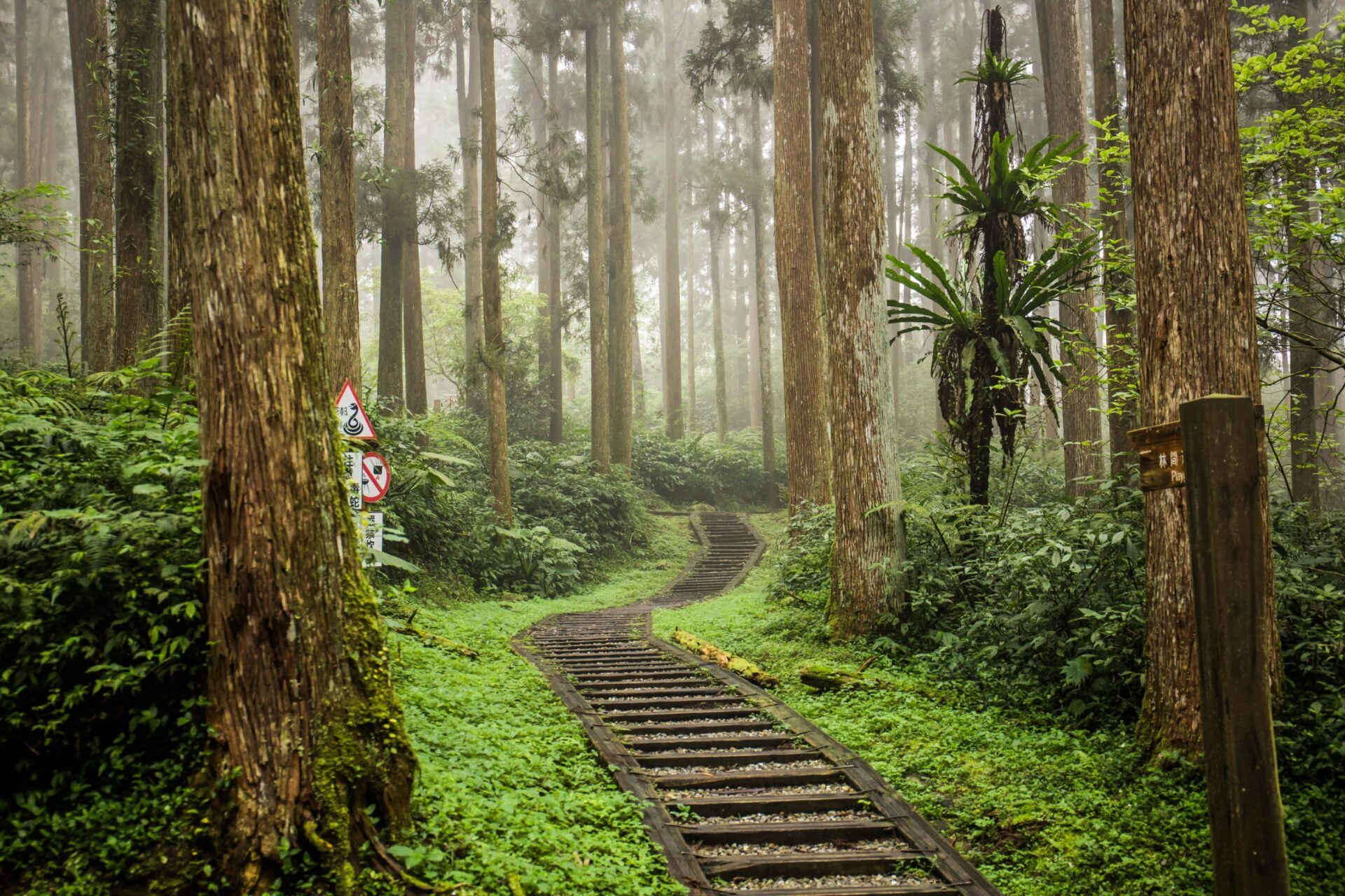鹿谷鄉親子旅遊提案:適合全家同樂的景點與活動