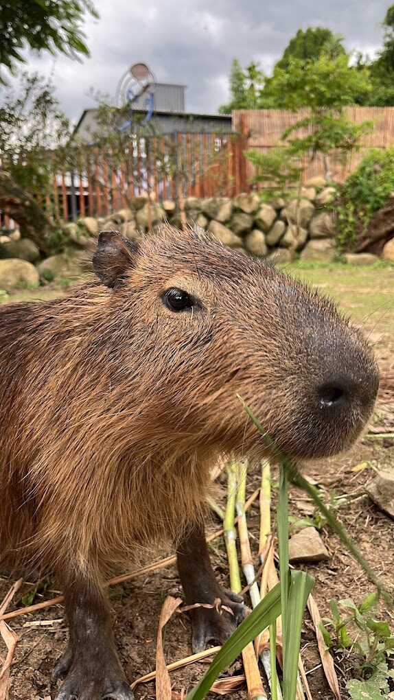 鹿谷鄉親子旅遊提案:適合全家同樂的景點與活動